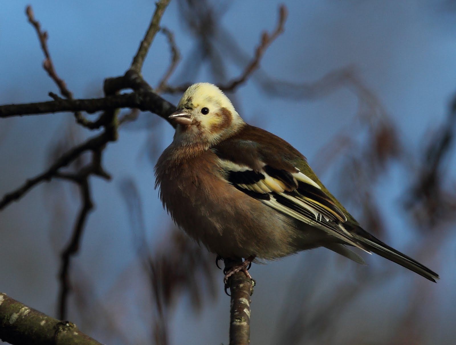 White%2Bhead%2Bchaffinch.JPG