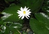 The Lotus Flower at our Hotel