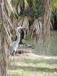 Pine Island Great Blue Heron