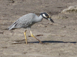 Pine Island Night Heron