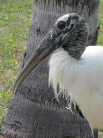 Pine Island Woodstork