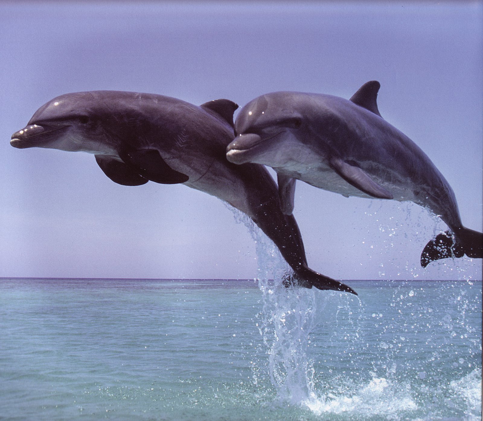 [Dolphins+leaping+from+water.jpg]