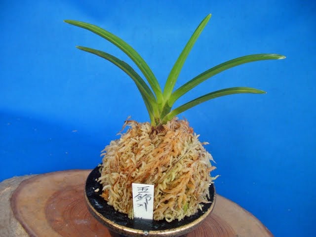 富貴蘭 五十鈴川羆(本芸品小木)