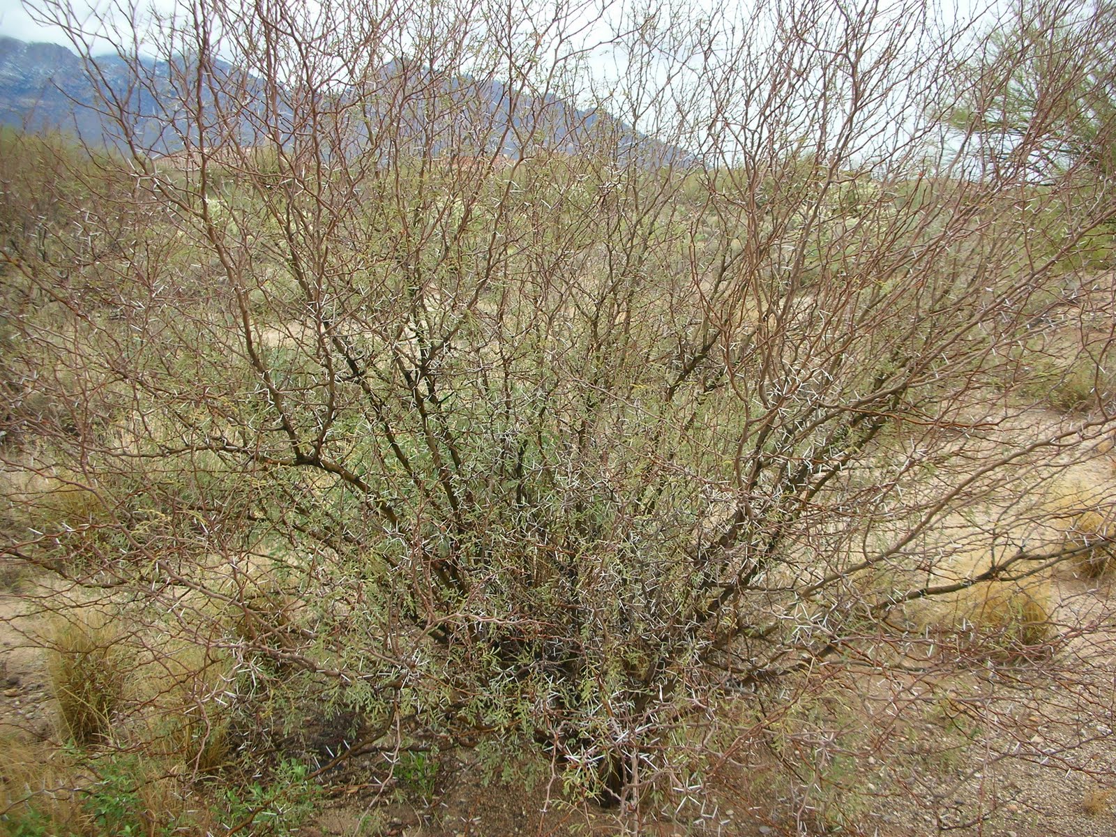 Prickly Paradise A Living in the Desert Thorns