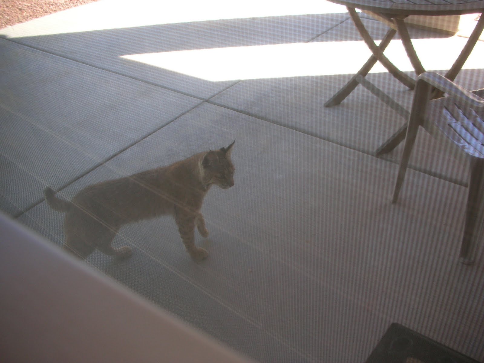 Az Bobcat