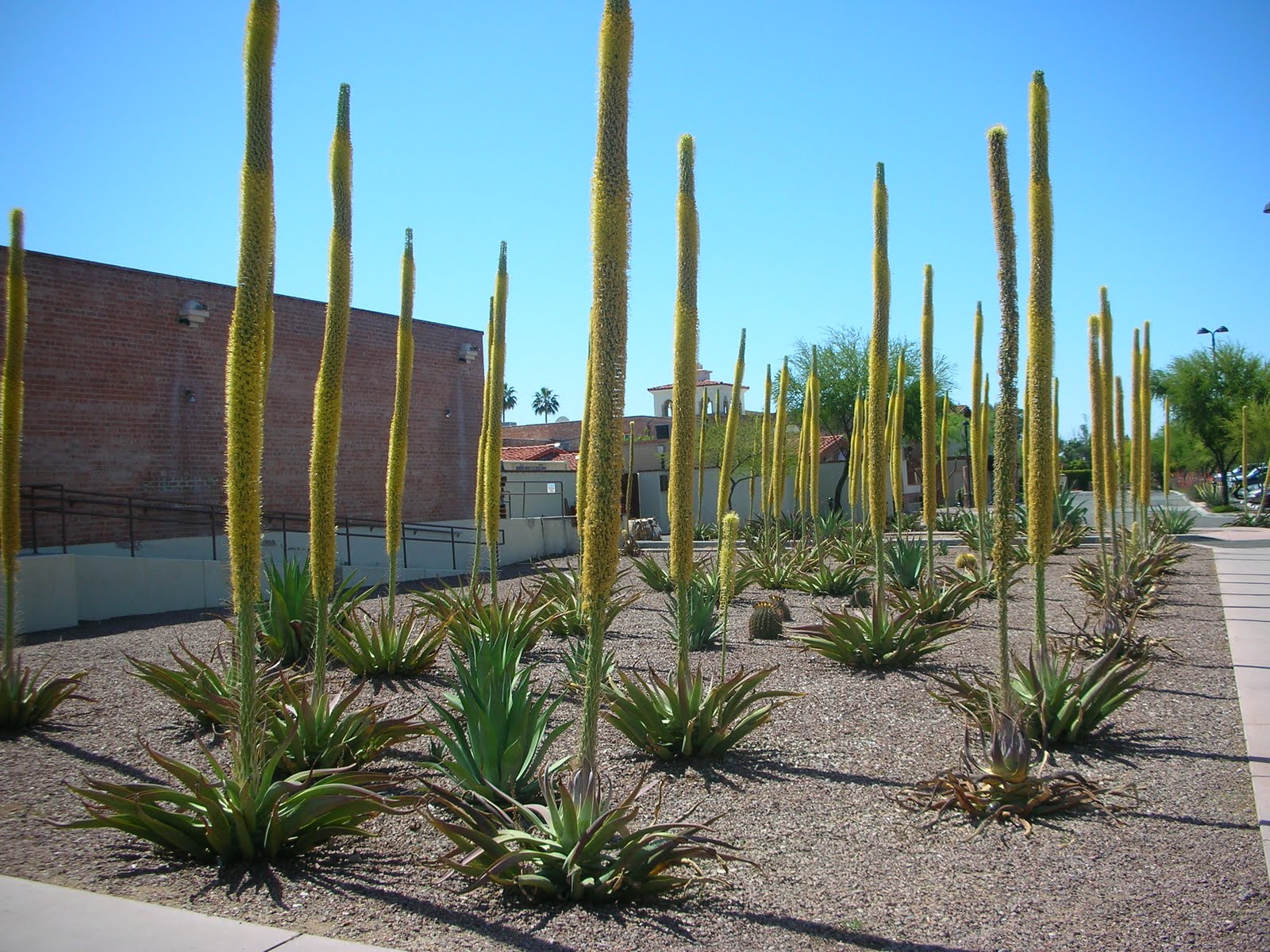 Prickly Paradise A Living in the Desert The