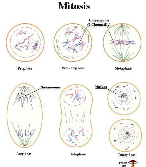 metaphase mitosis flip book answer key metaphase mitosis flip book answer key