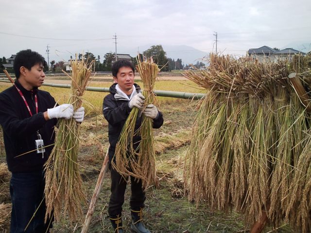 [稲刈り+005web.jpg]