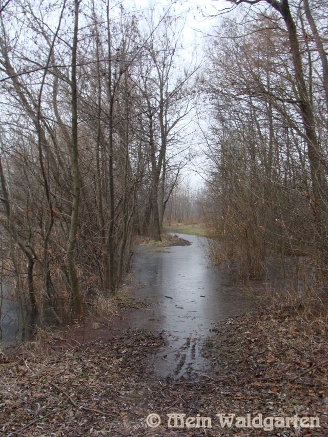 Mein Waldgarten: Januar 2011