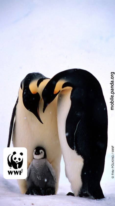 Wwf Penguins
