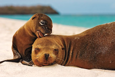 sealionandpup.jpg