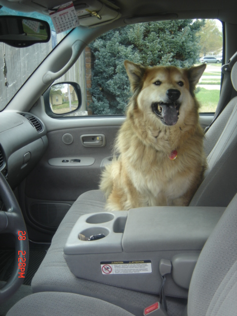 The same dog as above, seated in the passenger seat of a car, also smiling