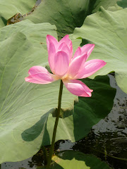 Lotus root