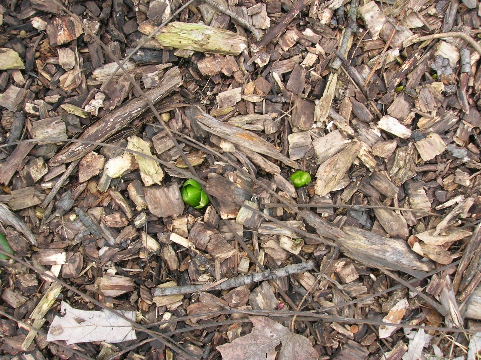 [First+Signs+of+Spring.JPG]