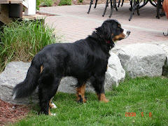 Bernese Mountain Dog - Meeko