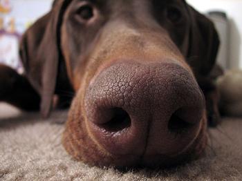 dog%2Bsniff.jpeg