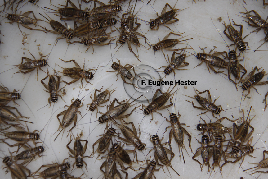 F. Eugene Hester’s Wildlife Photography Fishing