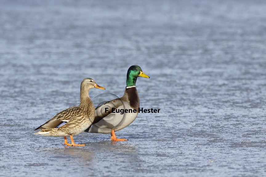 mallard pair