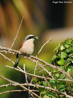 Alcaudón dorsirrojo (Lanius collurio) Alcaudón dorsirrojo (Lanius collurio)