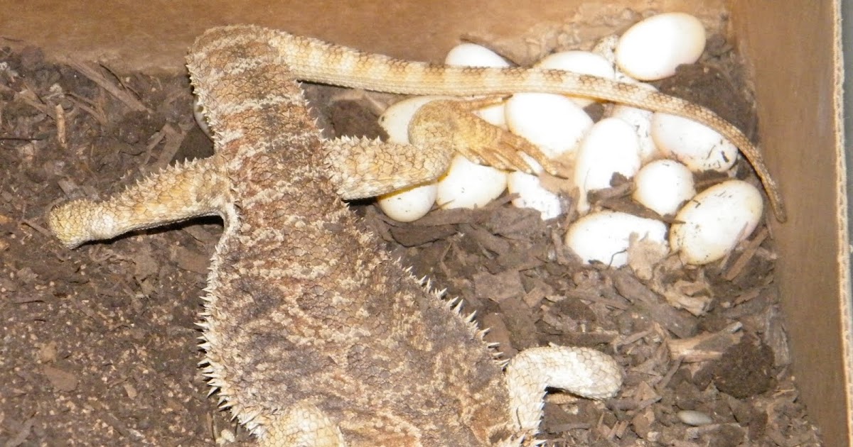 to Ms. Clemons' Class Leathery Reptile Eggs