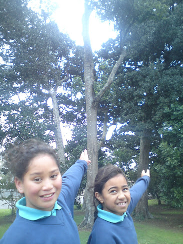 Kahikatea Tree at Papakura South School