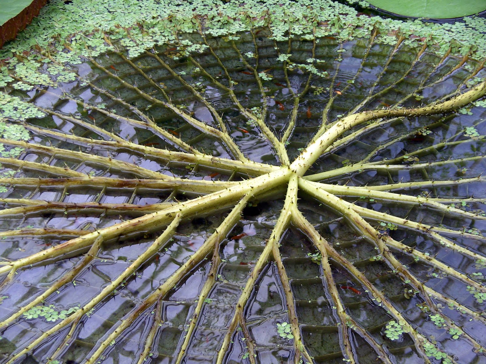 The Roots of a Giant Water Lily (Victoria amazonica) 1600 X 1200 [OS