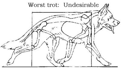 german shepherd dog trotting image, incorrect trotting of german shepherd dog gait, incorrect gsd movement, incorrect german shepherd dog movement, undesirable GSD movement, undesirable GSD gait, german shepherd dog trotting image, incorrect trotting of german shepherd dog gait, incorrect gsd movement, incorrect german shepherd dog movement, undesirable GSD movement, undesirable GSD gait
