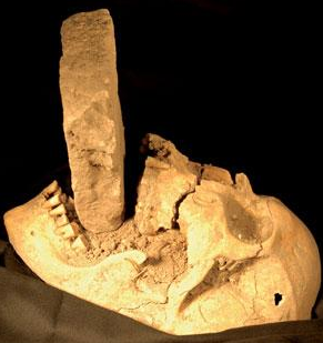 Skeleton Discovered, Fossil