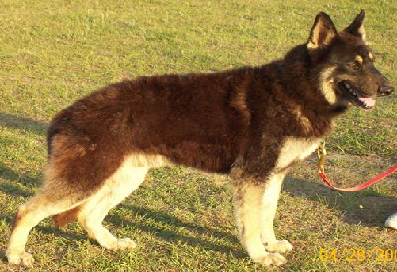 Liver German Shepherd Dog
