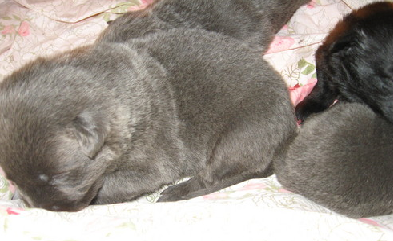 Blue B German B Shepherd B Dogs