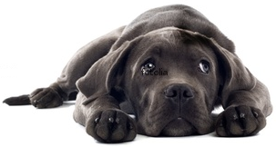 Sad Dog - OCD Obsessive Compulsive Disorders Dogs, OCD Dogs