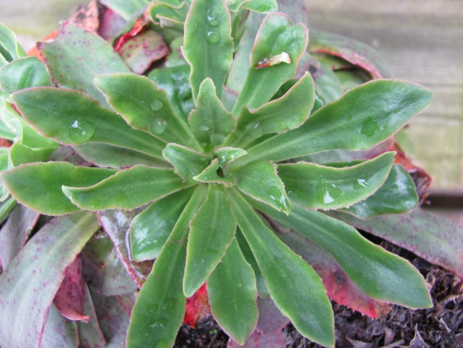 Gartenarbeit Ideen May 2010