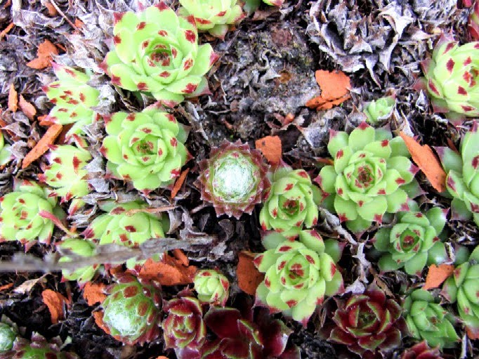 Gartenarbeit Ideen May 2010