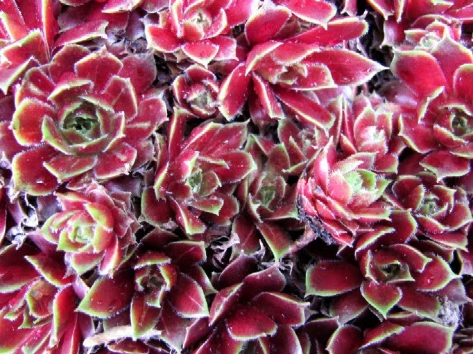 Garten Anders Hauswurz Deko Fur Sommer Und Winter Im Mai Und