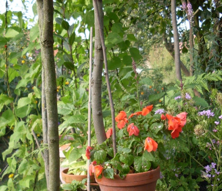 Garten Anders Das Fleissige Lieschen Im Garten Vorteile Und Kaum