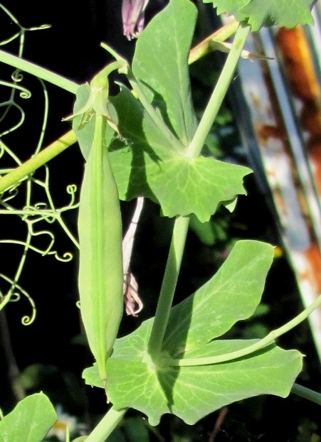 Garten-anders: Erbsen im Topf zum Naschen, z.B. auf dem Balkon, im