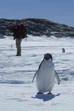 Curious penguin