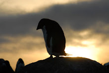 Hunchback penguin