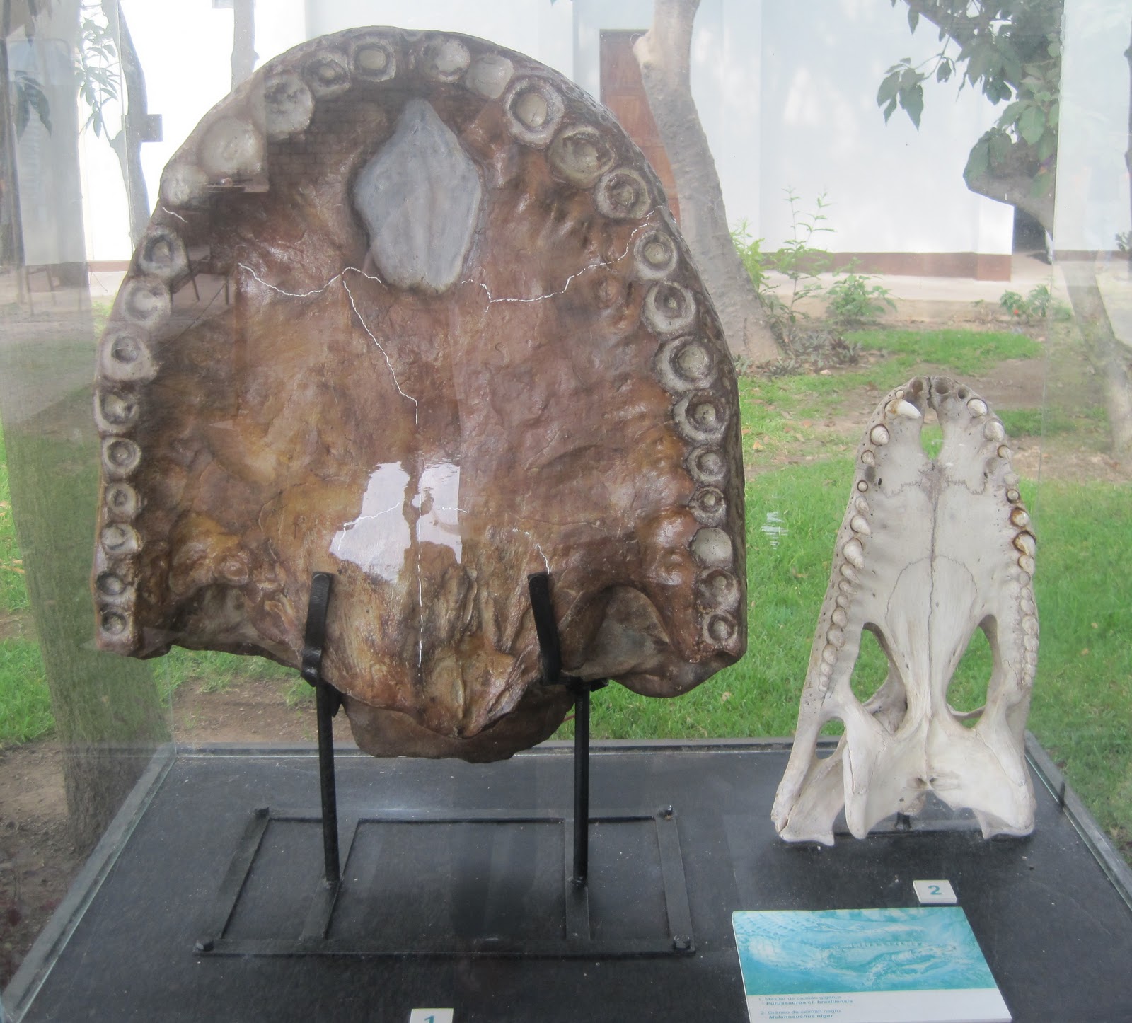 http://1.bp.blogspot.com/_4zNHnJnIHNA/THSZ5UnZDFI/AAAAAAAABNc/hF9hoyvD7pA/s1600/Purussaurus+(2).JPG