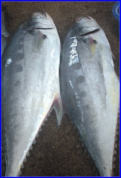http://jorangading.blogspot.com: IKAN TALANG