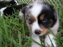 Bandit 5 weeks