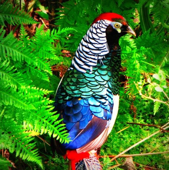 facts around us World’s Most Exotic Bird Photography