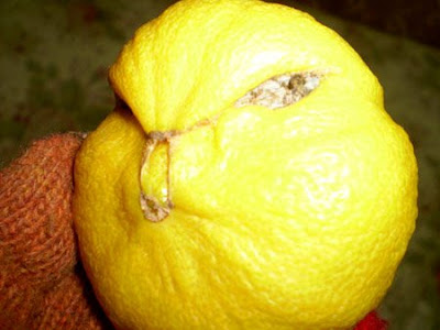 Weirdest Lemon Ever Found on Earth