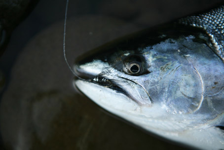 [IMG_4754-cherry_salmon.JPG]