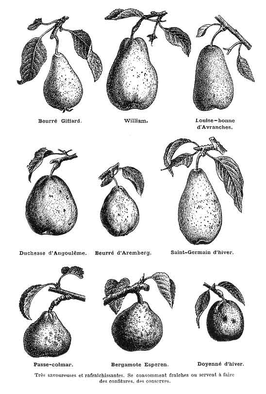 [old_pears.jpg]