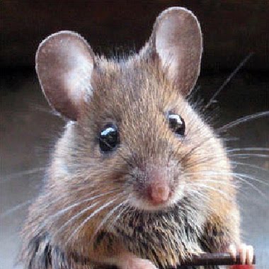 Johnshaplin: Mouse In The House