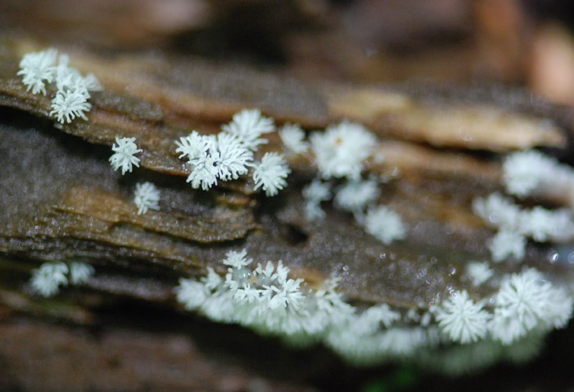 [Copy+of+Slime_mold_coral_FH1.JPG]