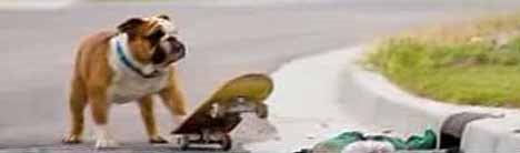 [skateboarding_dog_11.jpg]