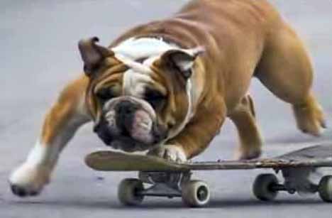 [skateboarding_dog_8.jpg]