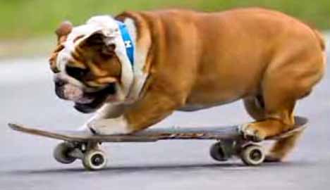 [skateboarding_dog_7.jpg]